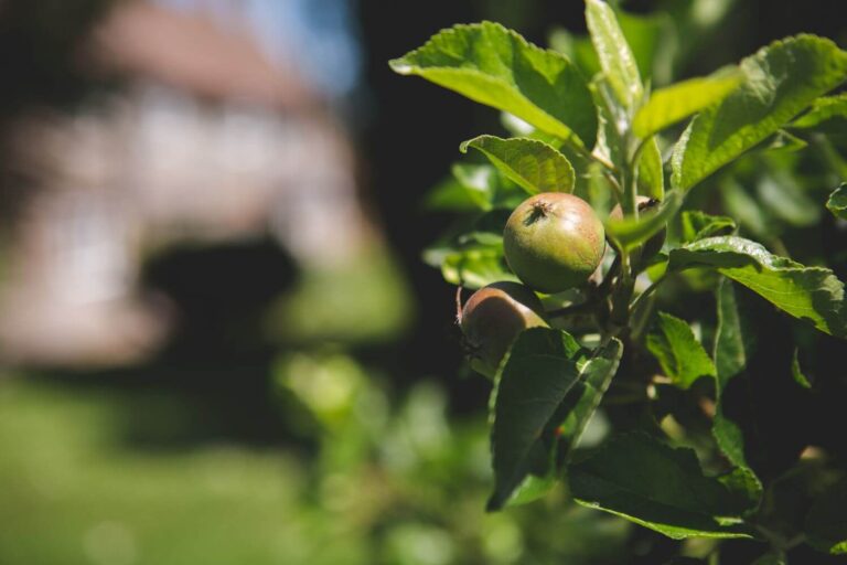 Apples in our orchards
