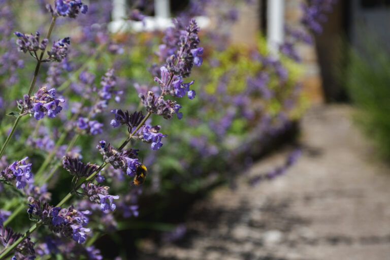 Bumblebee on lavender growing in our cottage gardens
