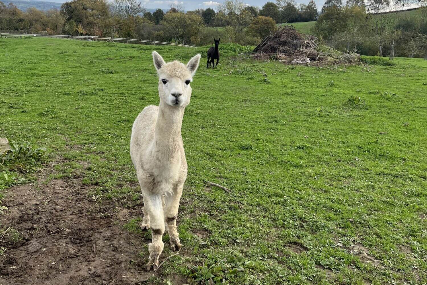 An alpaca looking at our camerawoman