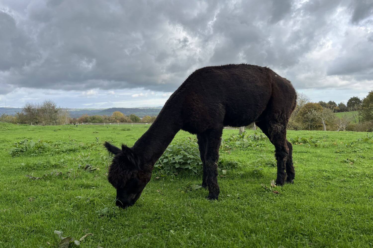 An alpaca munching grass at Paddington Farm