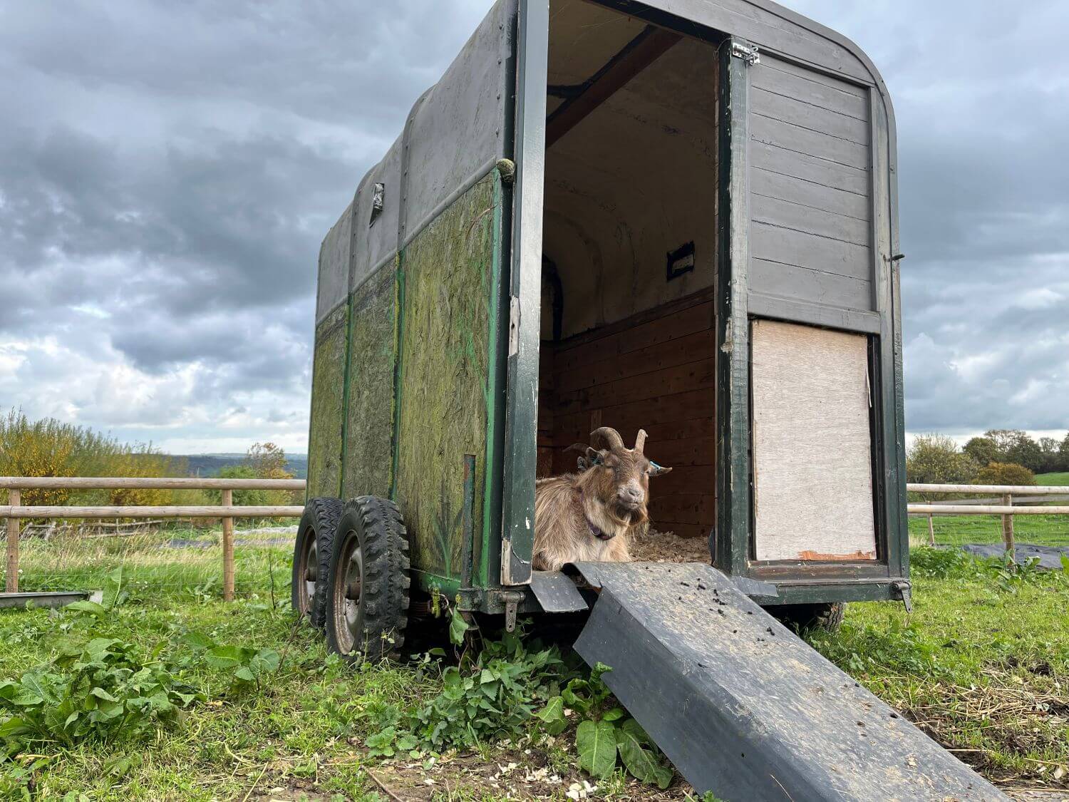 A goat sheltering from the October chill in a horse box