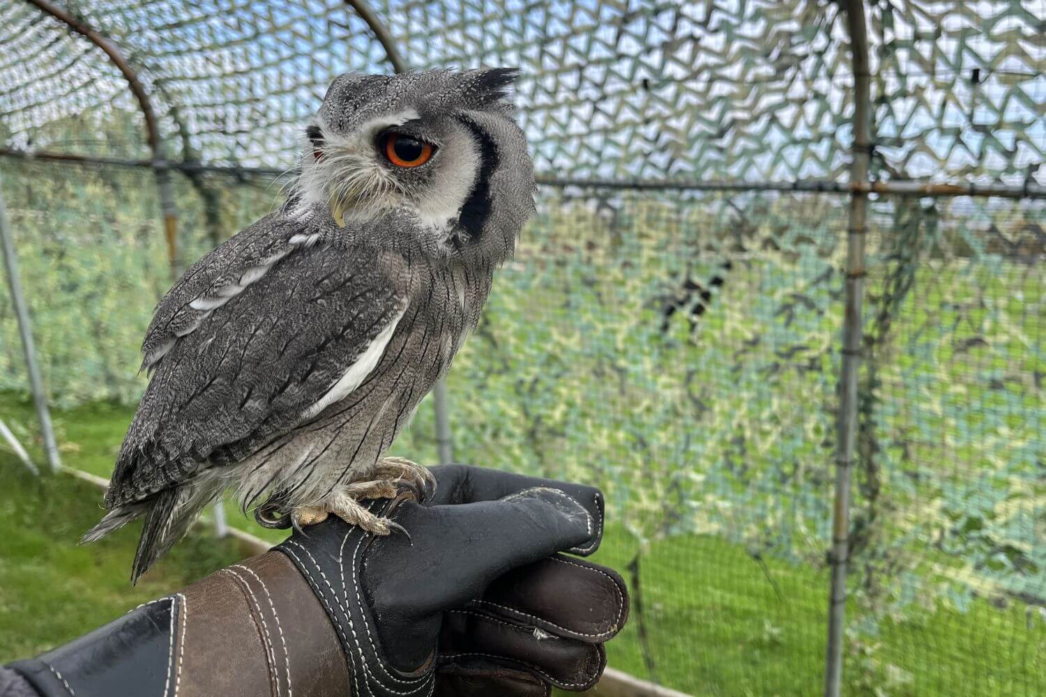 An owl on the glove at Owl Enlightenment
