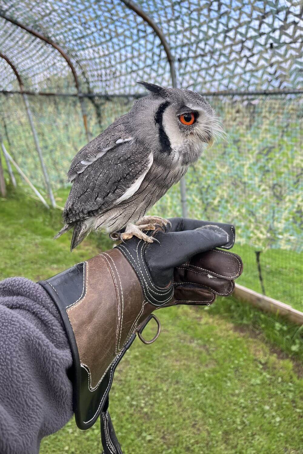 An owl looking thoughtful on the glove