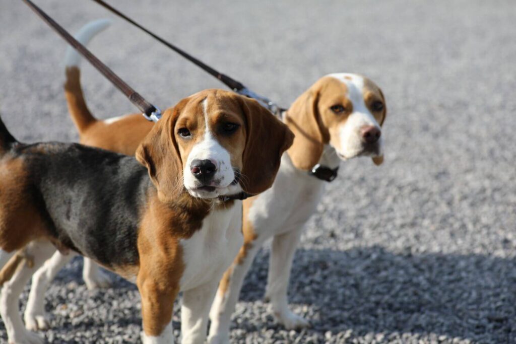 Two smart dogs on leads at The Middlewick Holiday Cottages
